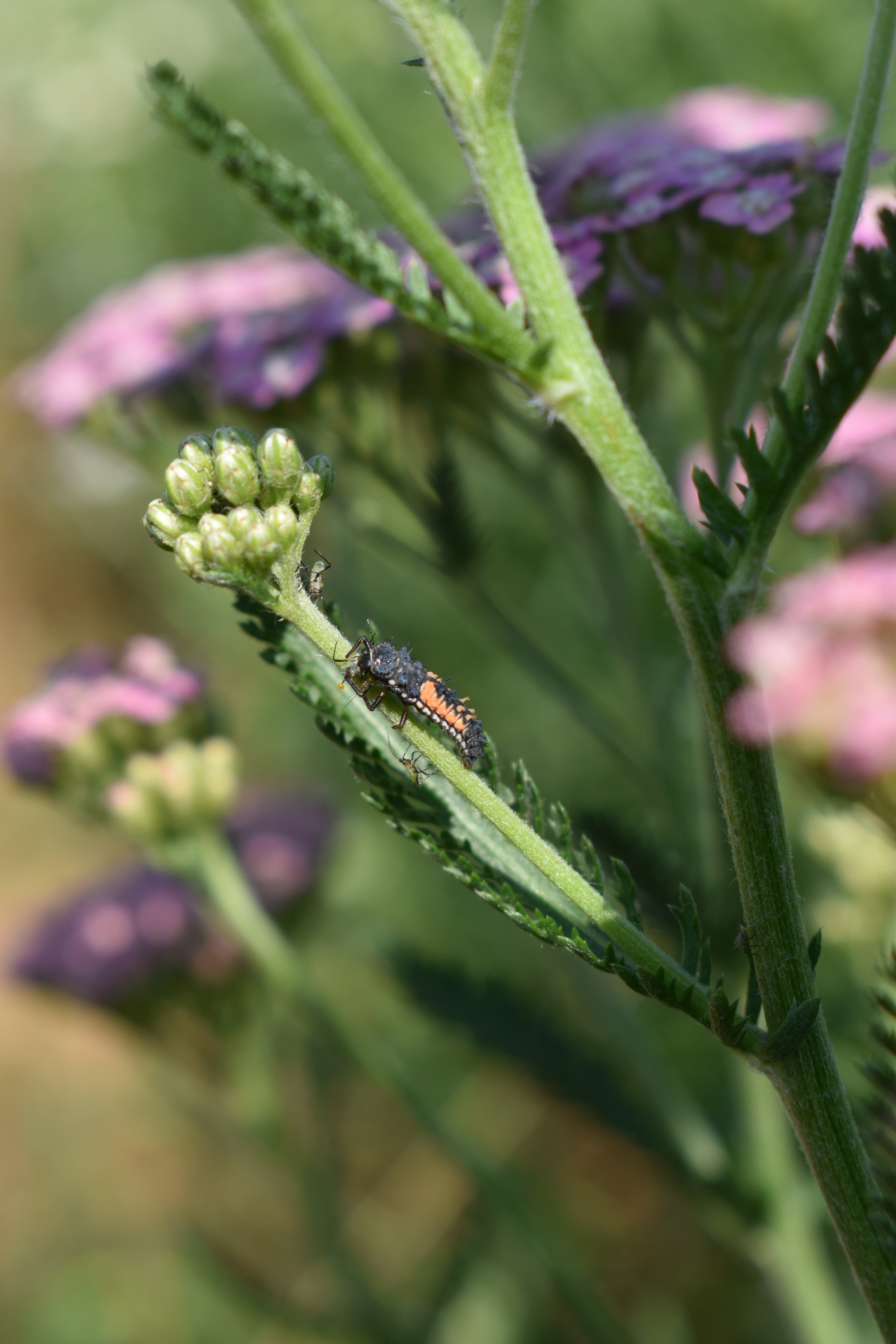 Ličinka pikapolonice