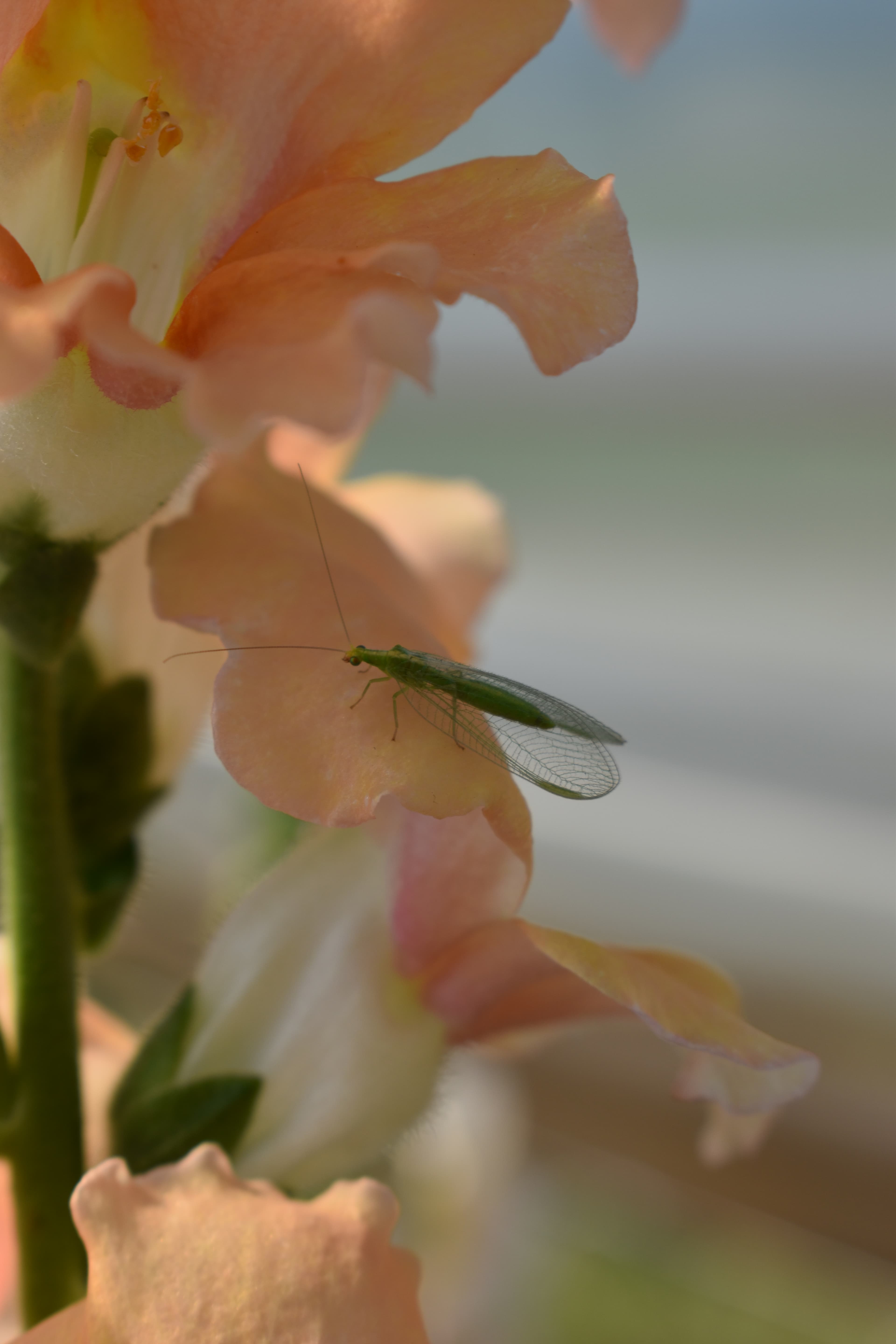 Zelena tenčičarica